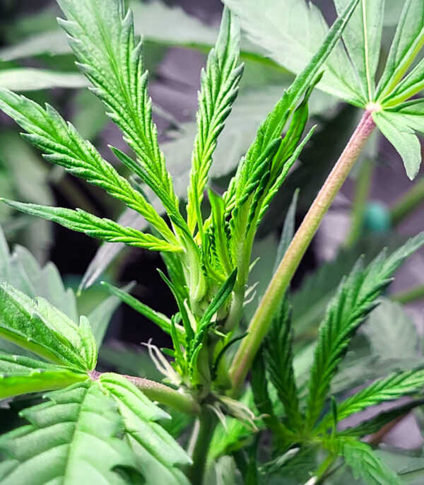 Bruce Banner Auto