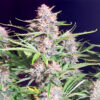 Bruce Banner Auto