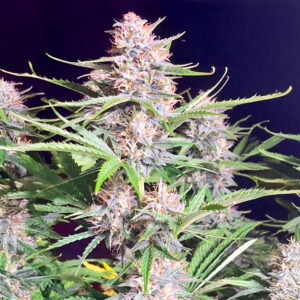 Bruce Banner Auto