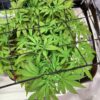 Bruce Banner Auto