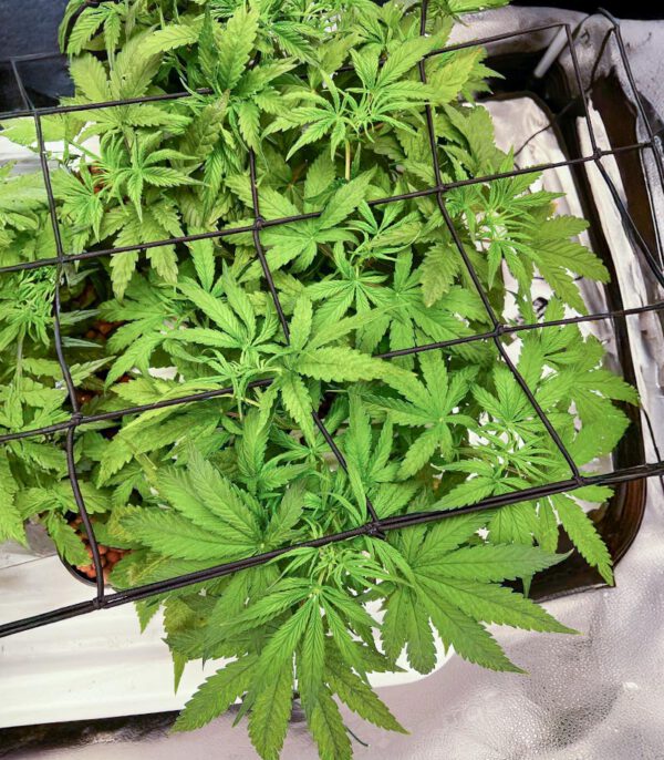 Bruce Banner Auto