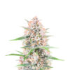 Bruce Banner Auto