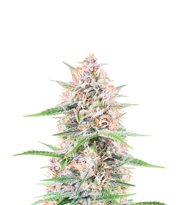 Bruce Banner Auto