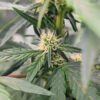 Candy Cane Mango Auto