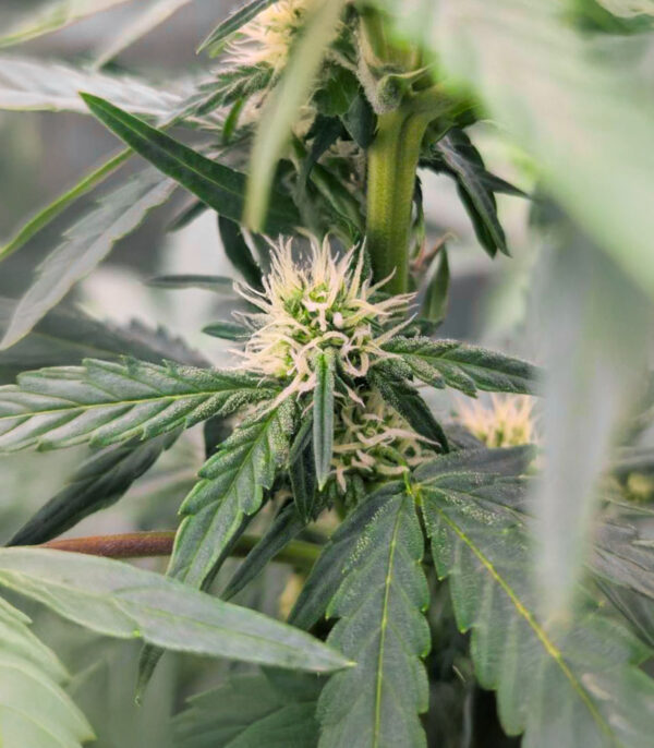 Candy Cane Mango Auto