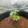 Candy Cane Mango Auto