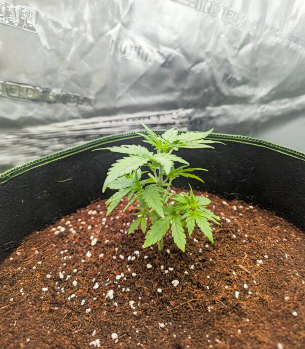 Candy Cane Mango Auto