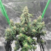 Candy Cane Mango Auto