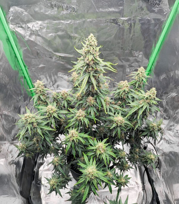 Candy Cane Mango Auto
