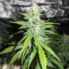 Candy Cane Mango Auto