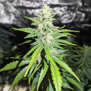Candy Cane Mango Auto