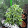 Candy Cane Mango Auto
