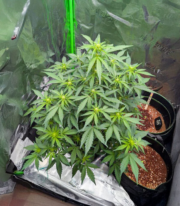 Candy Cane Mango Auto