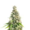 Candy Cane Mango Auto