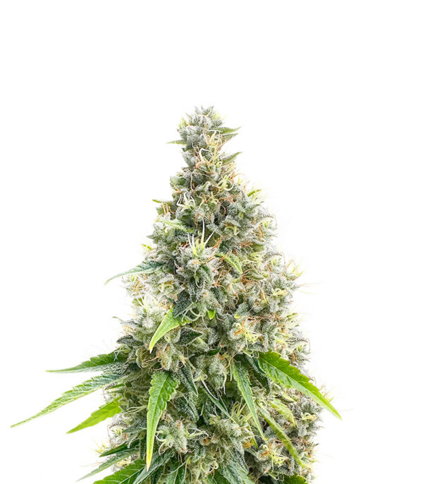 Candy Cane Mango Auto