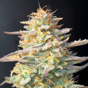 chemdog-fast-version-marijuana-buds Chemdog Fast Version