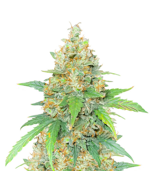 Chemdog Fast Version