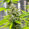 Durban Poison Auto
