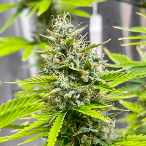 Durban Poison Auto