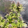 Durban Poison Auto
