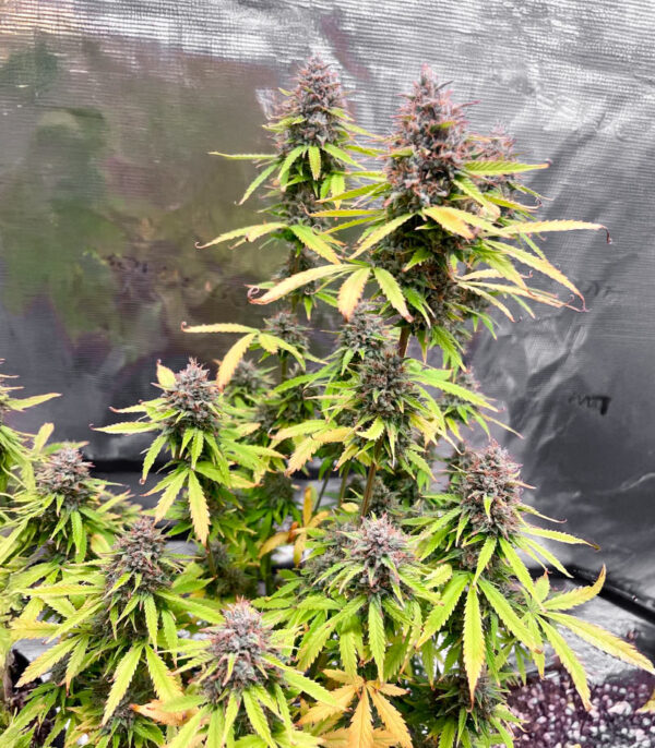 Durban Poison Auto
