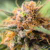 Durban Poison Auto