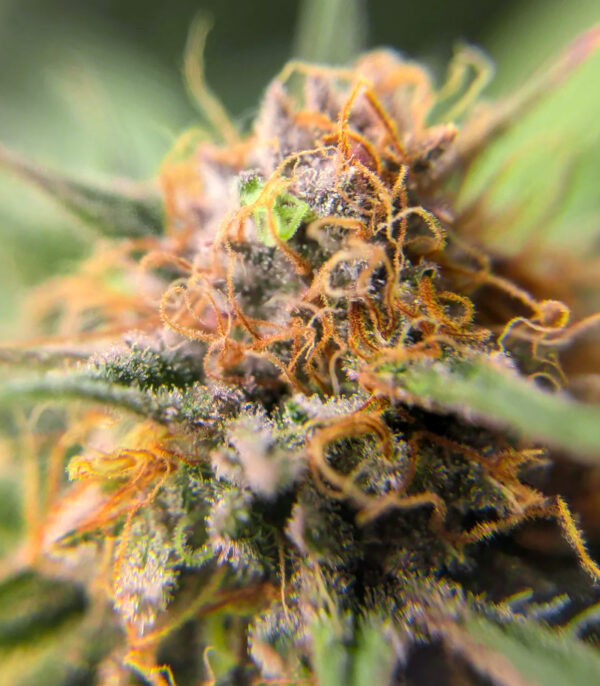 Durban Poison Auto