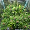 Durban Poison Auto