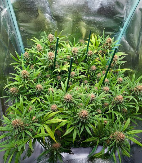 Durban Poison Auto