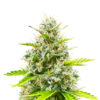 Durban Poison Auto