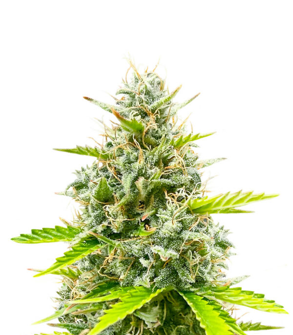 Durban Poison Auto