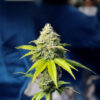 florida-sunrise-autoflower-cannabis-buds Florida Sunrise Auto
