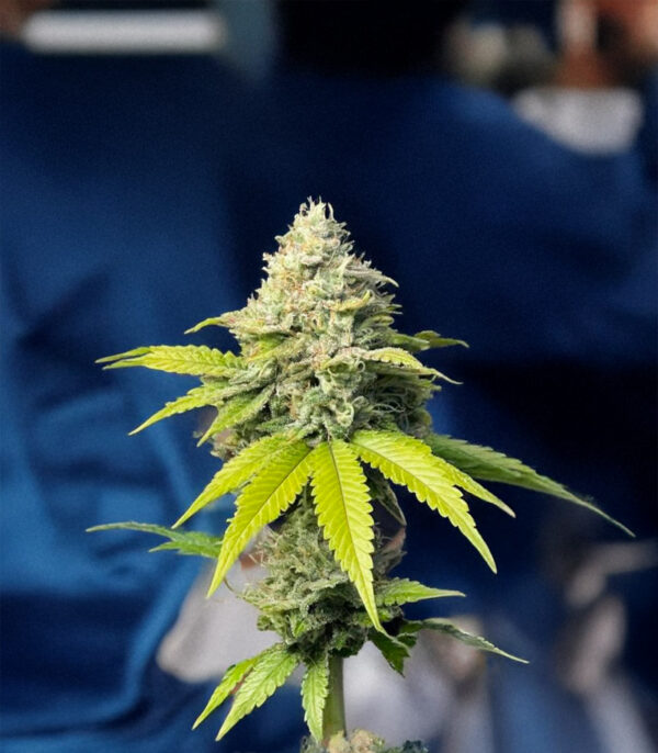 florida-sunrise-autoflower-cannabis-buds Florida Sunrise Auto