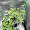 florida-sunrise-autoflower-cannabis-plant Florida Sunrise Auto