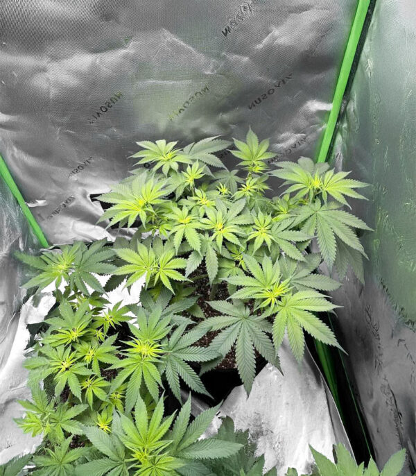 florida-sunrise-autoflower-cannabis-plant Florida Sunrise Auto