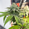 florida-sunrise-autoflower-marijuana-buds Florida Sunrise Auto
