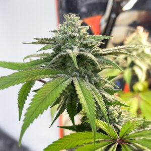 florida-sunrise-autoflower-marijuana-buds Florida Sunrise Auto