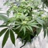 florida-sunrise-autoflower-marijuana-plant Florida Sunrise Auto