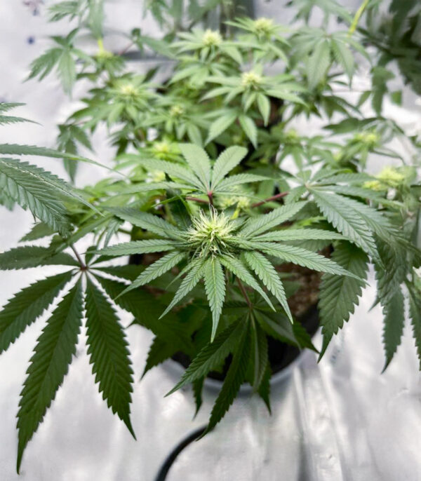 florida-sunrise-autoflower-marijuana-plant Florida Sunrise Auto