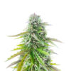 florida-sunrise-autoflower-strain Florida Sunrise Auto