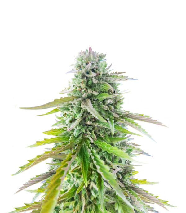 florida-sunrise-autoflower-strain Florida Sunrise Auto