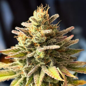 ghost-chem-og-autoflower-cannabis-buds Ghost Chem OG Auto