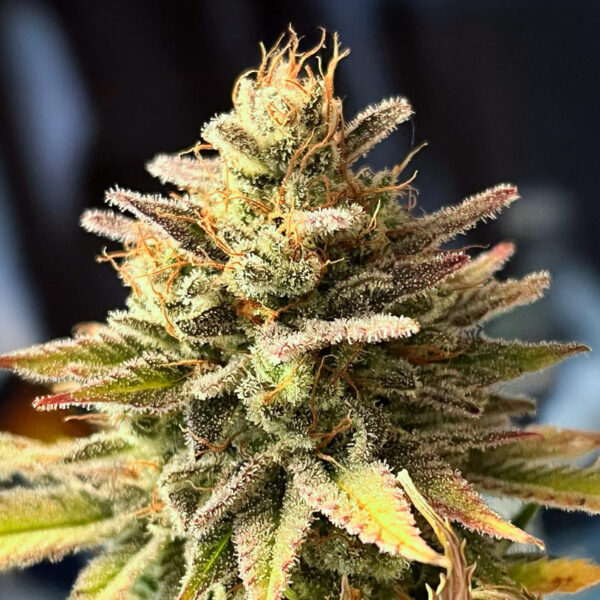 ghost-chem-og-autoflower-cannabis-buds Ghost Chem OG Auto