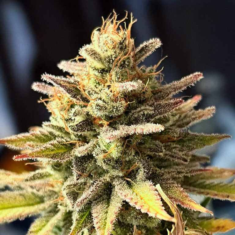 Ghost Chem OG Auto cannabis seeds by Seedkeepers