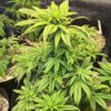 ghost-chem-og-autoflower-cannabis-plant Ghost Chem OG Auto
