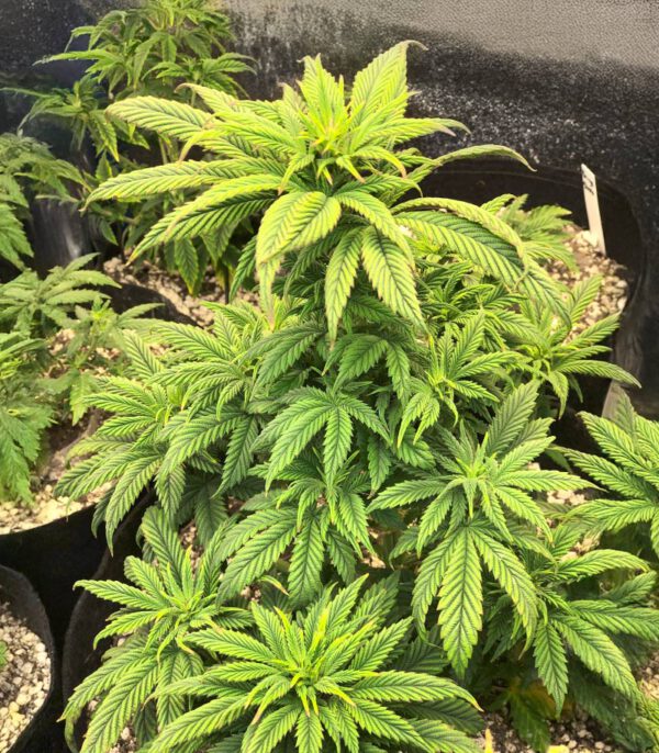 ghost-chem-og-autoflower-cannabis-plant Ghost Chem OG Auto