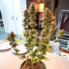 ghost-chem-og-autoflower-marijuana-plant Ghost Chem OG Auto