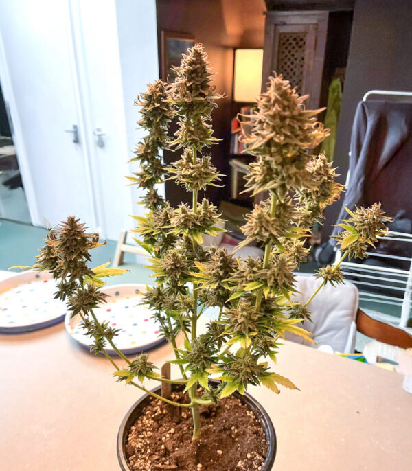 ghost-chem-og-autoflower-marijuana-plant Ghost Chem OG Auto