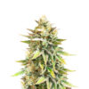 ghost-chem-og-autoflower-strain Ghost Chem OG Auto