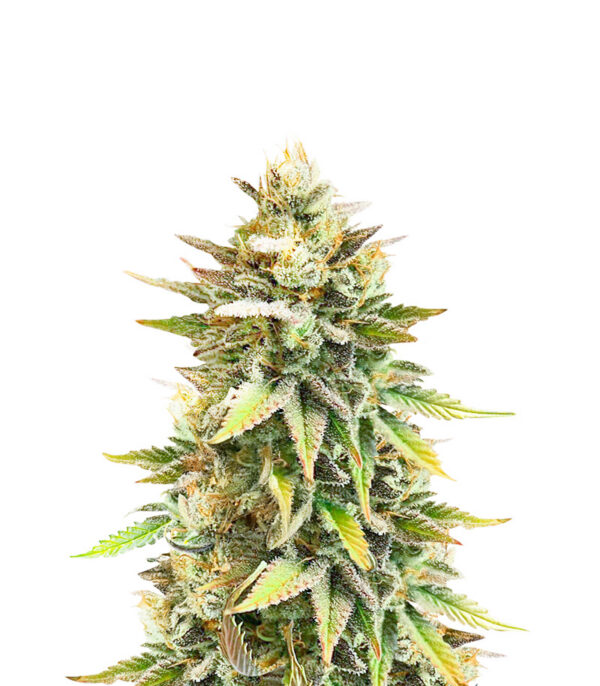 ghost-chem-og-autoflower-strain Ghost Chem OG Auto
